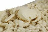 Fossil Crab (Potamon) Preserved in Travertine - Turkey #351137-2